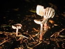 Mycena pura 